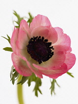 Anemone, Anemone coronaria.