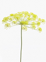 Dill, Anethum graveolens.