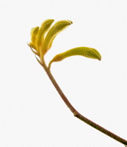 Kangaroo paw, Anigozanthos 'Yellow Gem'.