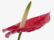 Painter's palette, Anthurium andraeanum.