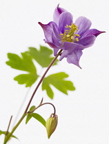 Aquilegia, Aquilegia vulgaris, Columbine.