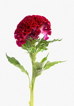 Cock's comb, Celosia argentea Cristata Group.