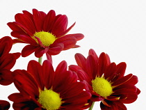 Chrysanthemum, Chrysanthemum indicum 'Tigerrag'.