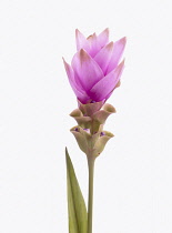 Siam tulip, Curcuma alismatifolia 'Pink'.