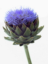 Globe artichoke, Cynara scolymus.