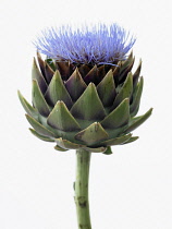 Globe artichoke, Cynara scolymus.