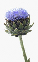 Globe artichoke, Cynara scolymus.