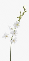 Orchid, Dendrobium 'Living dreams white'.