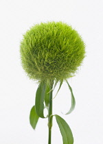 Carnation, Dianthus barbatus 'Temarisou', Green trick series.