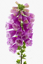 Foxglove, Digitalis purpurea.