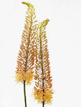 Foxtail lily, Eremurus stenophyllus, Orange subject.
