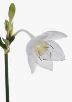 Amazon lily, Eucharis amazonica.