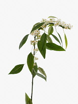 Euphorbia, Euphorbia fulgens 'White King', Spurge.