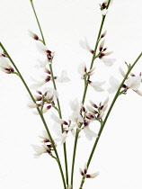 White broom, Genista monosperma.