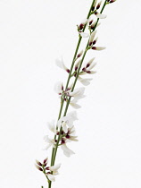 White broom, Genista monosperma.