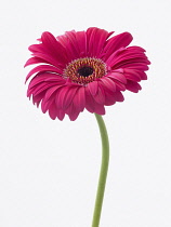 Gerbera, Gerbera 'Explorer'.
