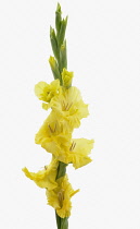 Gladiolus, Gladiolus 'Lemon Drop'.