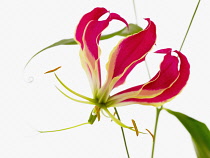 Gloriosa lily, Gloriosa superba 'Rothschildiana'.