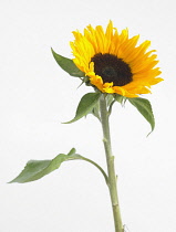 Sunflower, Helianthus annuus 'Sunrich Orange'.
