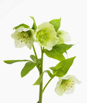 Hellebore, Helleborus orientalis.