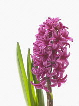 Hyacinth, Hyacinthus orientalis 'Woodstock'.