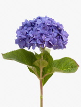 Hydrangea, Hydrangea macrophylla 'Diamond Blue'.