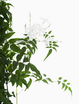 Jasmine, Jasminum polyanthum.