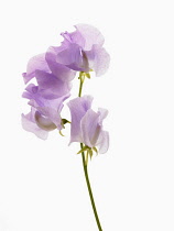 Sweet pea, Lathyrus odoratus.