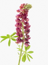 Lupin, Lupinus polyphyllus.