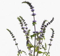Mint, Mentha spicata 'Purple Sensation', Spearmint.