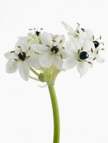 Star of Bethlehem, Ornithogalum arabicum.