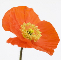 Poppy, Papaver nudicaule 'Champagne Bubbles', Icelandic poppy.