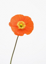 Poppy, Papaver nudicaule 'Champagne Bubbles', Icelandic poppy.