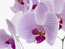 Orchid, Phalaenopsis 'Shanghai', Moth orchid.