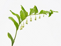 Solomons seal, Polygonatum multiflorum.