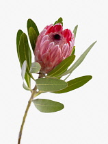 Pink ice, Protea neriifolia x susannae.