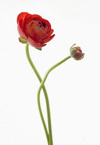 Ranunculus, Ranunculus asiaticus 'Elegance Red', Persian ranunculus.