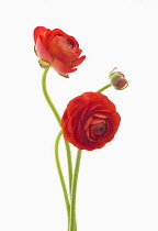 Ranunculus, Ranunculus asiaticus 'Elegance Red', Persian ranunculus.