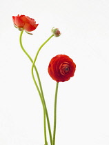 Ranunculus, Ranunculus asiaticus 'Elegance Red', Persian ranunculus.