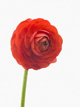 Ranunculus, Ranunculus asiaticus 'Elegance Red', Persian ranunculus.