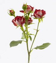 Rose, Rosa 'Tiramisu'.