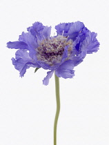 Scabious, Scabiosa caucasica 'Staefa'.