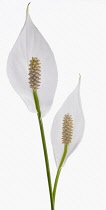 Lily, Spathiphyllum wallisii, Peace lily.