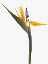 Bird of paradise, Strelitzia reginae.