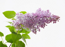Lilac, Syringa vulgaris 'Katherine Havemeyer', Studio shot of single stem against a white background.