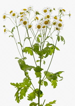 Feverfew, Tanacetum parthenium.