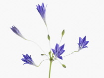 Triteleia, Triteleia laxa 'Corrina'.