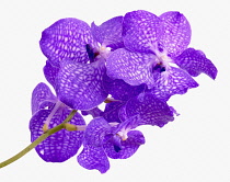 Orchid, Ascocenda, Vanda orchid.