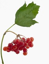 Viburnum, Viburnum opulus 'Compactum', Compact guelder rose.