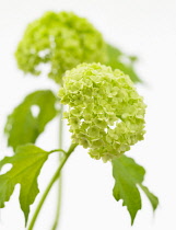 Viburnum, Viburnum opulus 'Roseum', Red guelder rose.